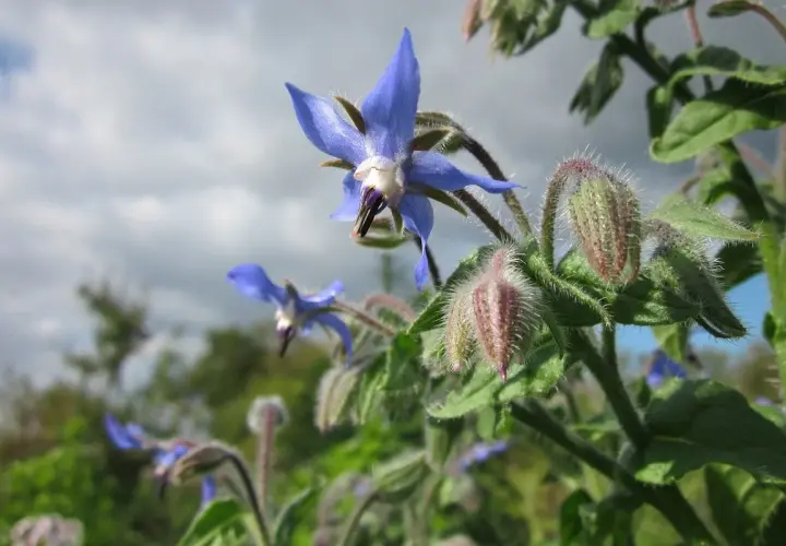 Fiori blu stellati di borragine verdura, con boccioli pelosi e cielo nuvoloso sullo sfondo.