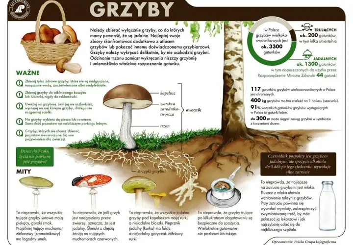 Grzyb siatka - Nóżka grzyba - Właściwości i rodzaje