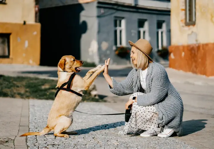 Mujer y perro se dan la mano, un momento tierno que nos hace pensar en cuanto cuesta mantener un perro.