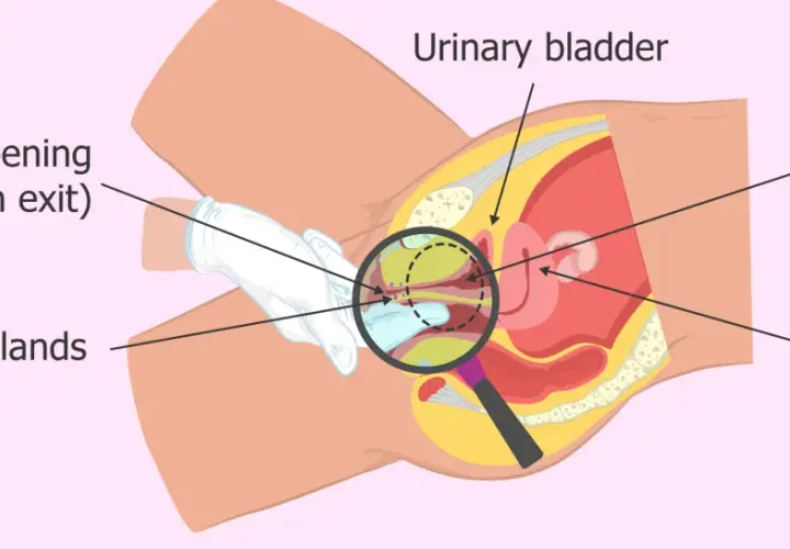 Anatomia kobieca: cewka moczowa, gruczoły Skene'a, pęcherz, macica i punkt G. Czy to squirt?