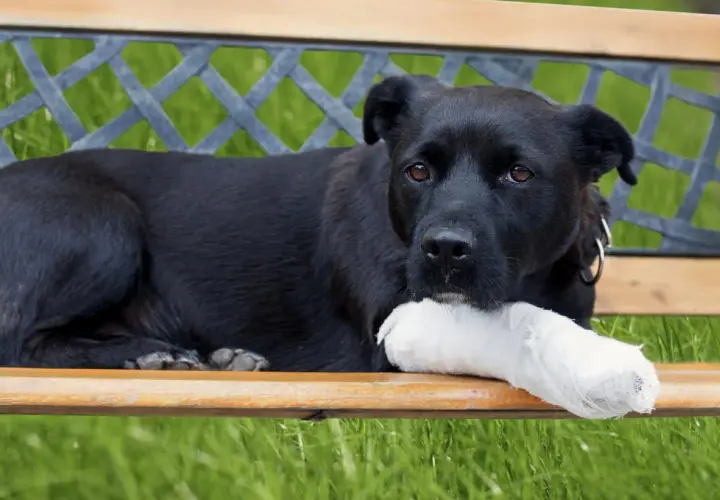 Perro negro con pata vendada, descansando en un banco. Quizás necesite una dosis de nolotil para perros.