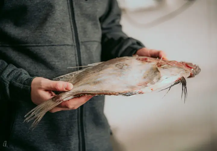 Persona sujetando un pescado plano y fresco con aletas visibles.