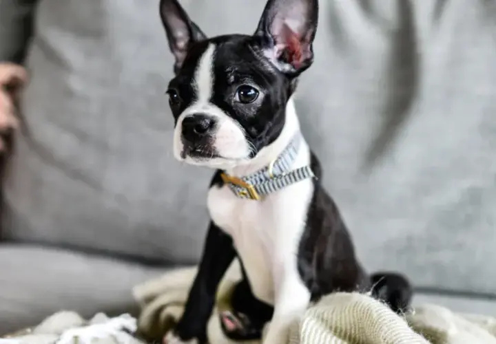 Uroczy boston terrier blue siedzi na kanapie, otulony kocem.