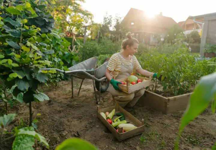 Frau erntet Gemüse im Garten. Sie sortiert Tomaten, Kohl und Paprika. Ein guter Zeitpunkt, um zu überlegen, was man im Mai pflanzen kann.