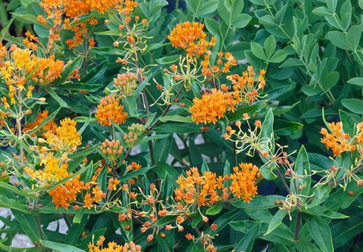 Leuchtend orange Blütenstände der Seidenpflanze, die trotz ihres Verbots in manchen Regionen Bienen anlocken.