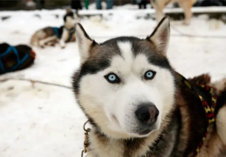 Husky z Bieszczad gotowy na szlaki. Jego niebieskie oczy patrzą wprost, czekając na przygodę.