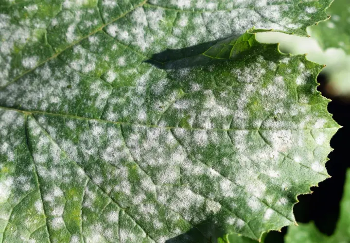 Hoja verde con manchas blancas polvorientas, indicativo de enfermedades de las plantas como el oídio.