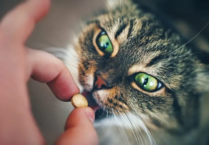 Eine Hand gibt einer Katze mit grünen Augen eine Tablette.