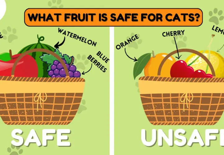 Safe fruits for cats include apples, watermelon, and blueberries. Unsafe fruits are oranges, cherries, and lemons.