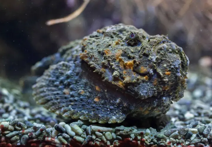Un pez piedra, camuflado entre las rocas del fondo marino, parece una roca más. Podría ser un habitante de las costas de España.