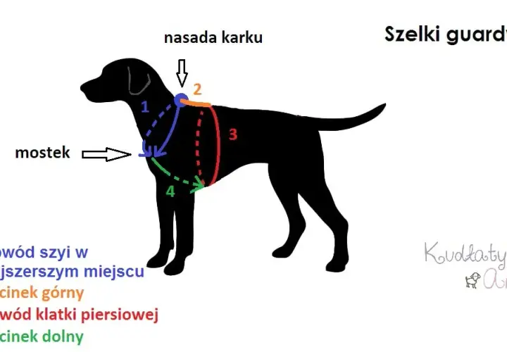 Jak zmierzyć psa do kagańca? Przewodnik po idealnym dopasowaniu