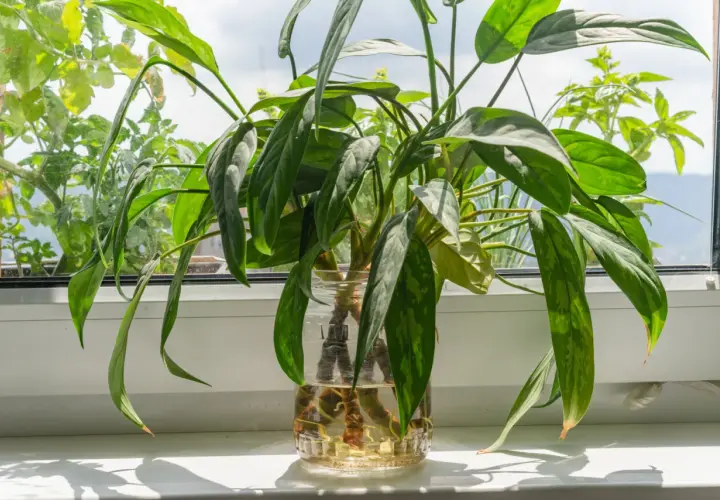 Aglaonema rozmnażanie w wodzie. Zielone liście rośliny w szklanym naczyniu, z widocznymi korzeniami.