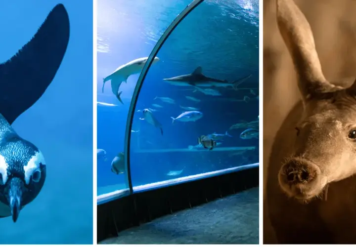 Oceanarium w Wiedniu: Fascynujące atrakcje i ciekawe zwierzęta