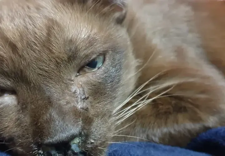 Primer plano de un gato marrón con un ojo lloroso y secreción nasal.