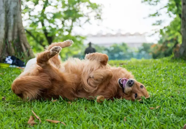 Golden retriever rolls on grass, tongue out. Perhaps it's trying to mask its scent, a reason why do dogs roll in poop.