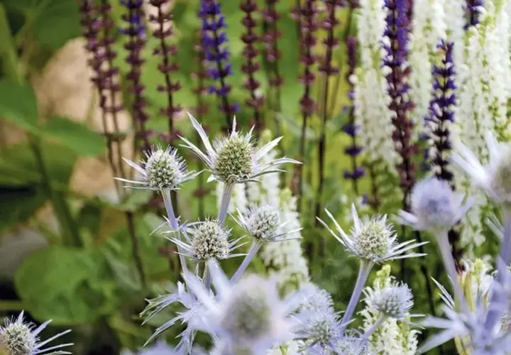 Blå och lila blommor i en somrig rabatt. Tistelliknande blommor i förgrunden, med höga spiror av lila och vita blommor i bakgrunden.