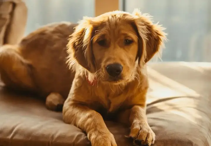 Słodki szczeniak golden retriever leży na kanapie, zastanawiając się, czy pies może jeść orzeszki ziemne.