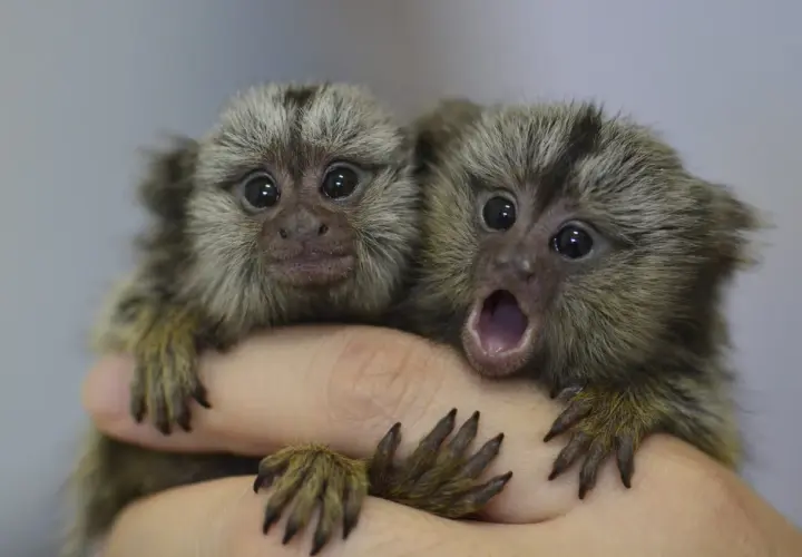 Dos pequeños monos tití, uno con la boca abierta, parecen soñar con monos mientras se aferran a una mano.