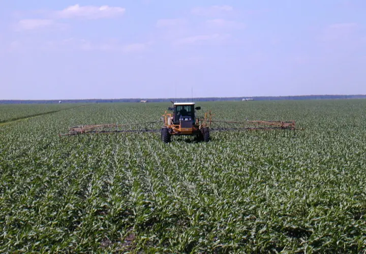Żółty traktor z opryskiwaczem przejeżdża przez pole czumizy.