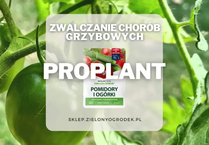 Proplant 722 SL jak stosować? Oprysk na pomidory i ogórki zwalcza choroby grzybowe. Długo działa, chroni i zwalcza.