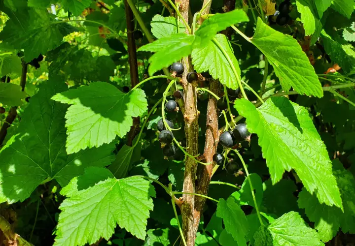 Gros plan sur une branche de plante cassis, avec des feuilles vertes vives et des grappes de baies noires mûres.