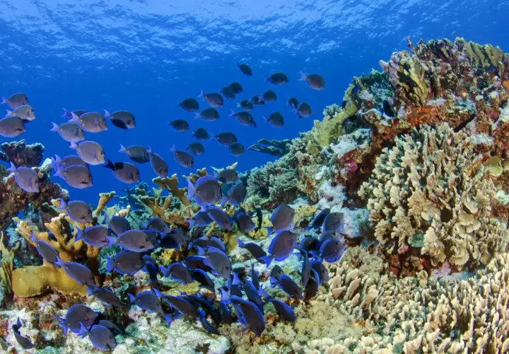 Una gran bandada de peces de arrecife azules y grises nada cerca de un vibrante arrecife de coral bajo el agua.