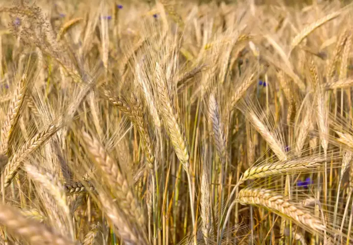Champ de blé mûr, les épis dorés se balancent. La densité de semis de triticale kg/ha est optimisée pour une récolte abondante.