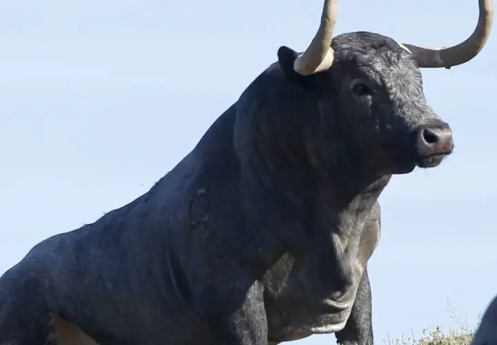 Toro bravo de la ganadería El Torreón, con imponentes cuernos y mirada desafiante, bajo un cielo azul.