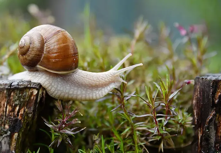 Un escargot avance sur un tronc d'arbre, peut-être à la recherche d'un remède de grand-mère contre les escargots.
