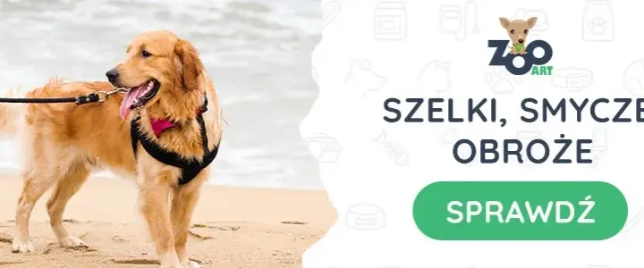 Golden Retriever: Jaka obroża ochroni jego sierść i szyję?
