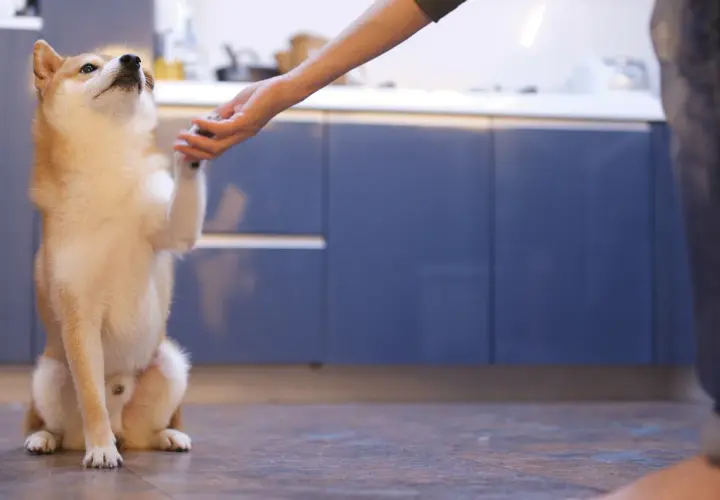 Shiba Inu podaje łapę, ćwicząc tresurę psa. W tle kuchnia.