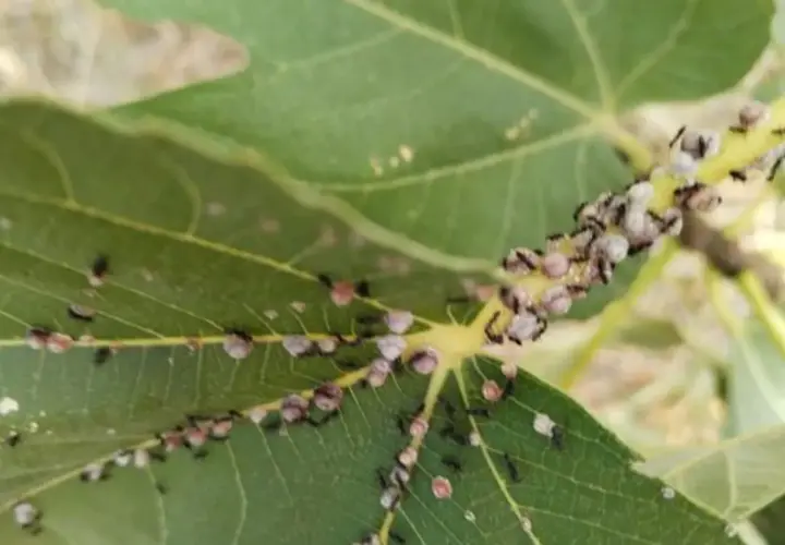 Formiche che si nutrono della melata della cocciniglia del fico su una foglia verde.