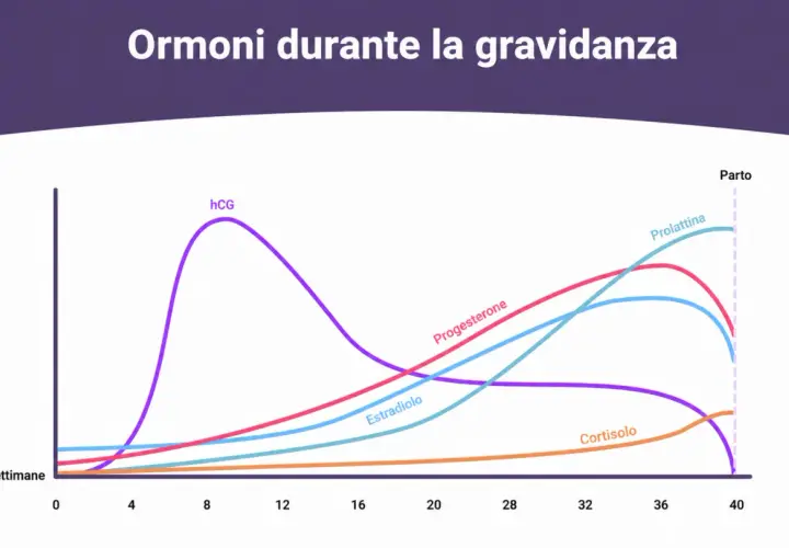 Grafico ormoni gravidanza: hCG, progesterone, estradiolo, prolattina, cortisolo. Valori beta hcg gemelli potrebbero essere più alti.