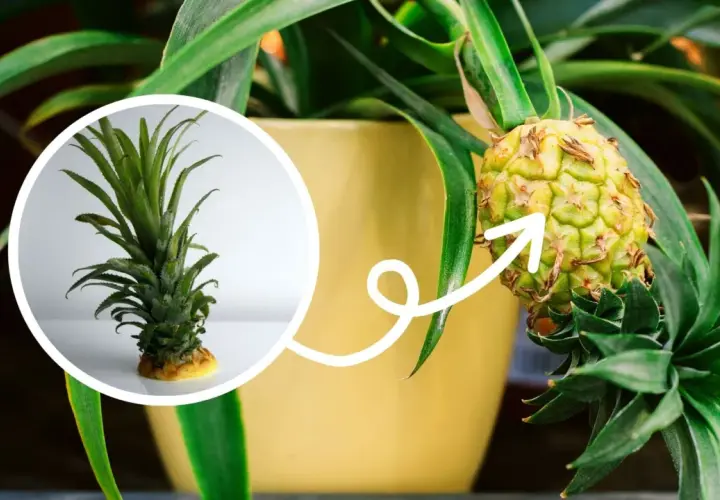 Ananas w doniczce, żółkną liście. Mała sadzonka obok pokazuje, jak roślina rośnie.