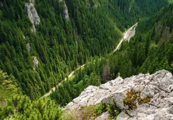 Widok z góry na Tatry, las i drogę. Jakby okno Pawlikowskiego na zieloną dolinę.