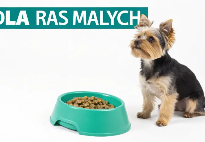 Mały piesek Yorkshire Terrier czeka na swoją porcję karmy. Zastanawiasz się, jaka karma dla szczeniaka będzie najlepsza?