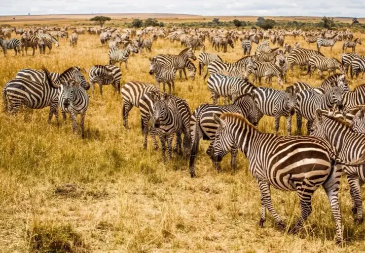 Namibia kiedy jechać: najlepszy czas na safari i obserwację dzikiej przyrody