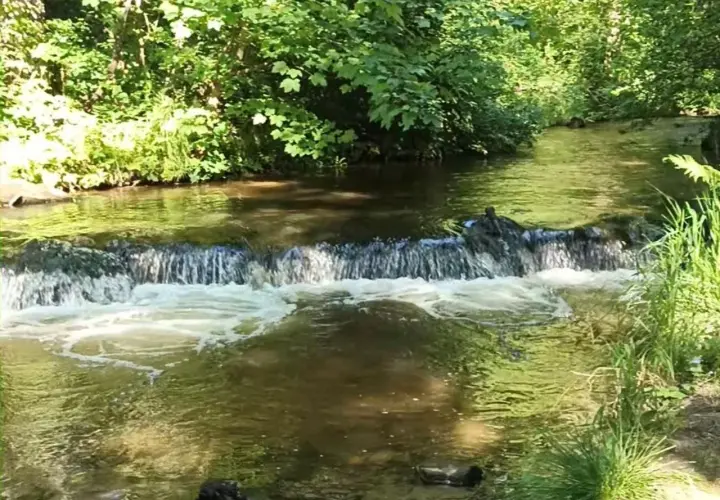 Szumy nad tanwią, gdzie woda spływa po kamieniach, otoczona bujną zielenią.