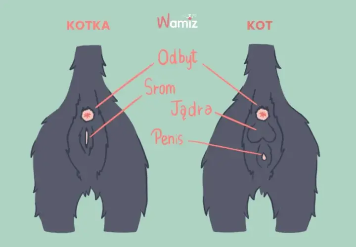 Jak odróżnić kota od kotki? Średnik czy dwukropek? Sprawdź łatwo!