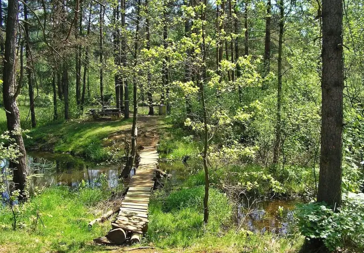 Drewniany mostek nad strumieniem w lesie, otoczony zielenią i drzewami.