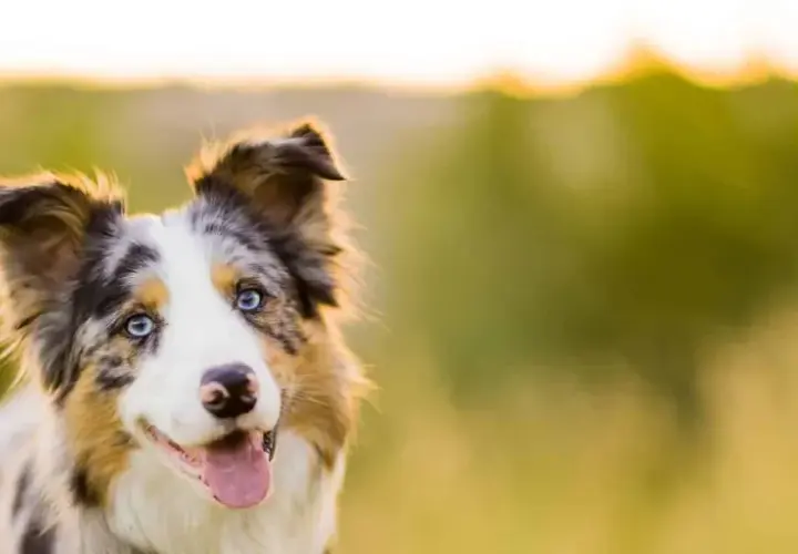 Piękny border collie z niebieskimi oczami, idealna waga dla aktywnego psa.