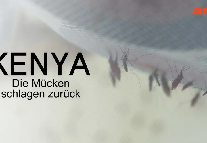 Mücken auf einem Moskitonetz in Kenia. Der Kampf gegen Malaria ist ein ständiger Wettlauf.