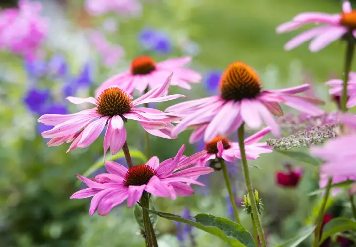 Fiori di echinacea rosa in un giardino. Si dice che l'echinacea abbia effetti benefici sull'intestino, supportando il benessere generale.