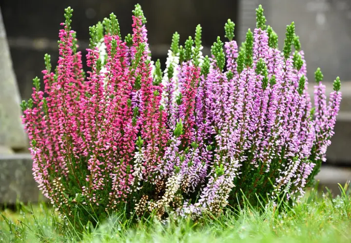 Un cespuglio di piante autunnali esterno con fiori rosa e viola, su un prato verde bagnato.