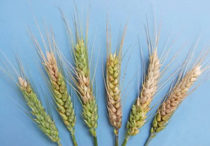 Spighe di grano con aree colpite da fusariosi, che causano scolorimento e danni ai chicchi.