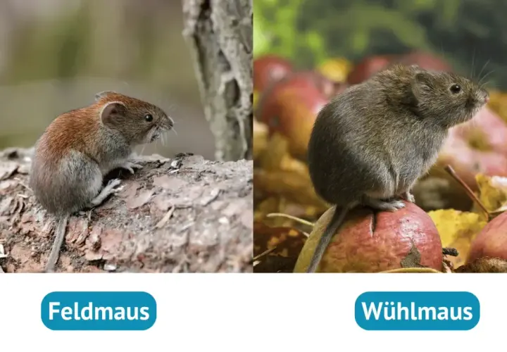 Eine Feldmaus sitzt auf einem Baumstamm, während eine Wühlmaus auf einem Apfel im Garten sitzt.