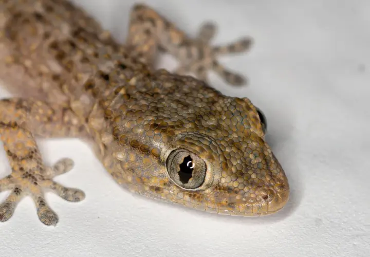 Un lagarto de piel escamosa, con ojos grandes y curiosos, parece que está a punto de empezar a soñar con lagartijas.