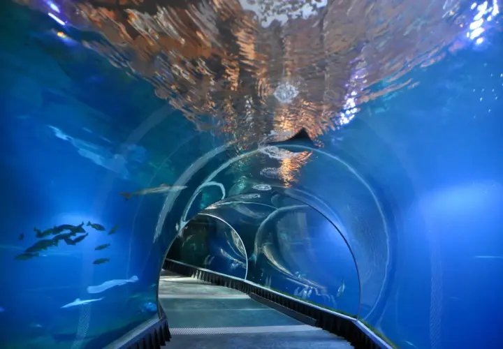 Podwodny tunel w zoo Wrocław akwarium. Ryby pływają wokół, a światło odbija się od powierzchni wody.