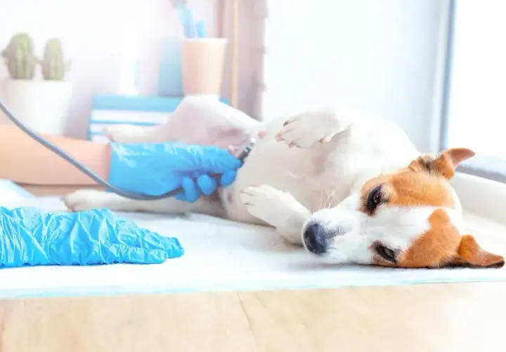 Jak długo trwa ciąża u suki? Kluczowe etapy rozwoju