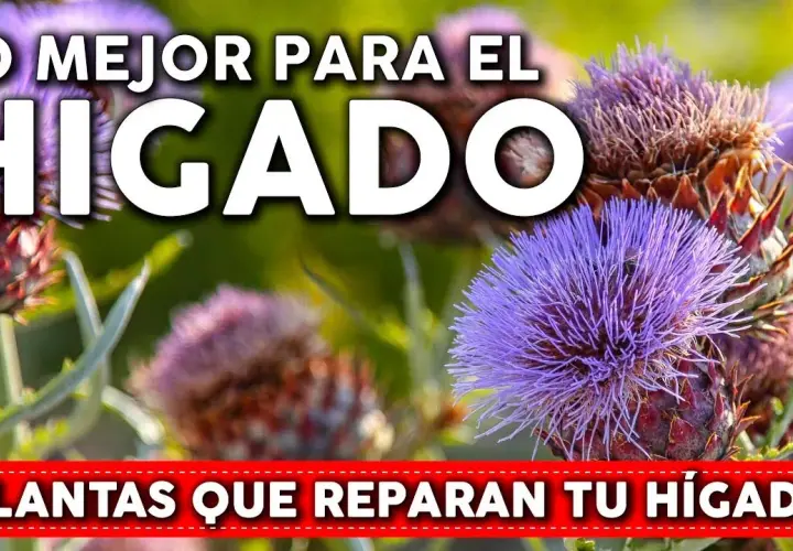 Medicamentos para limpiar el hígado: mejora tu salud hepática hoy